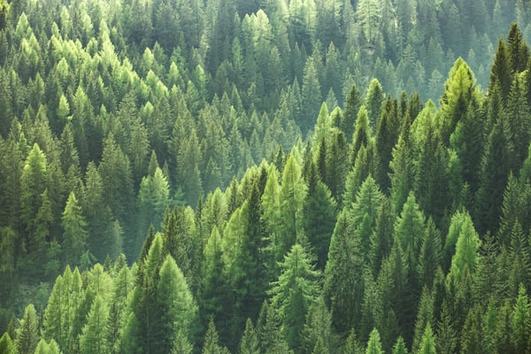 Giornata mondiale dell'ambiente, TSV e Arbolia insieme per ricostruire i boschi del Col De Foia